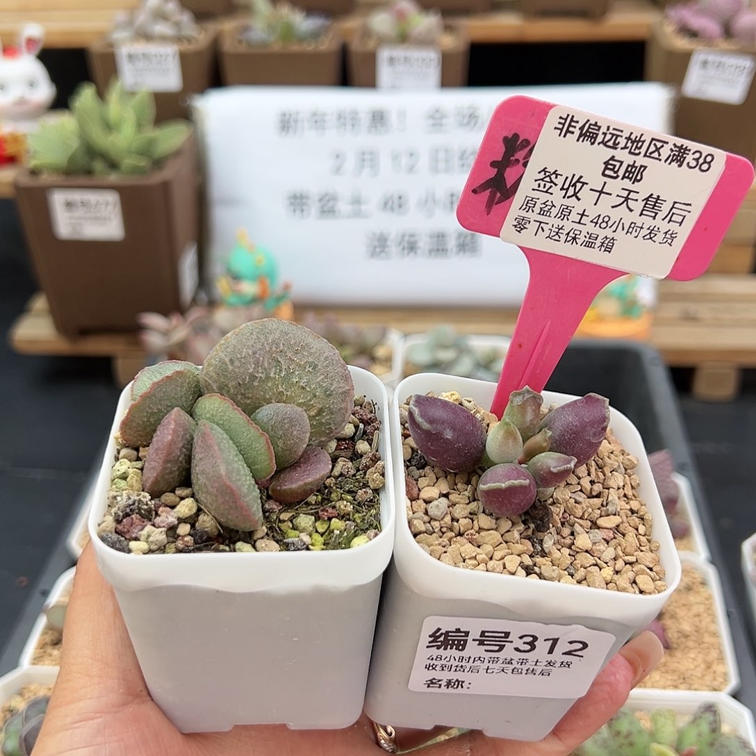 312全紫海豹妖姬多肉植物