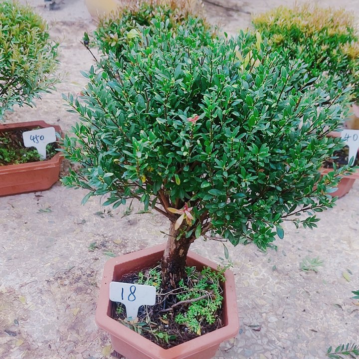 完全开放富****18赤楠