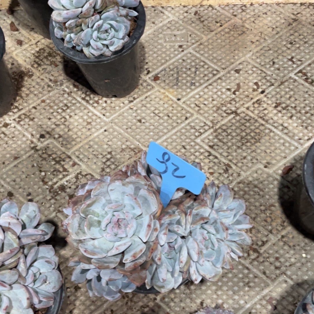 *****星影群星影群92号