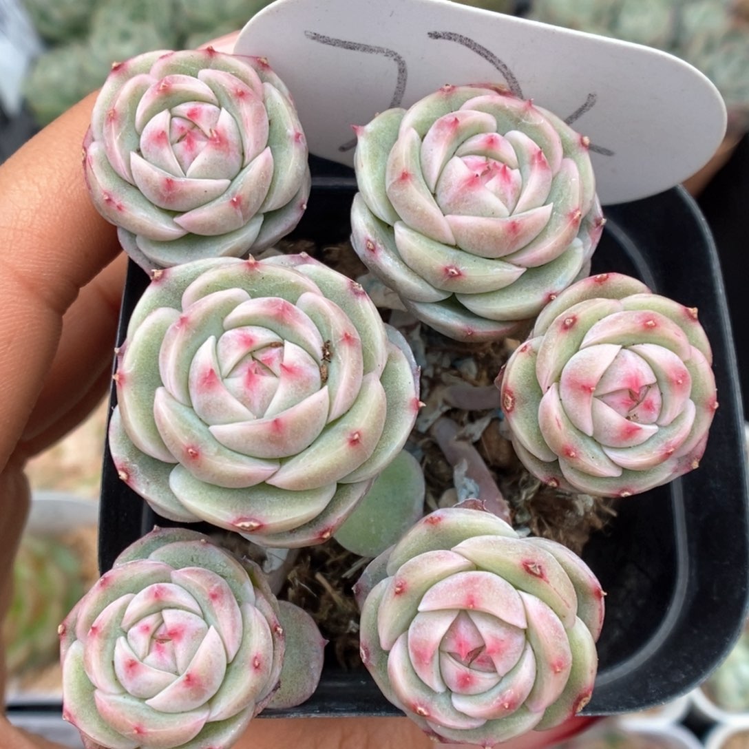 白芷珍妮群生775号 