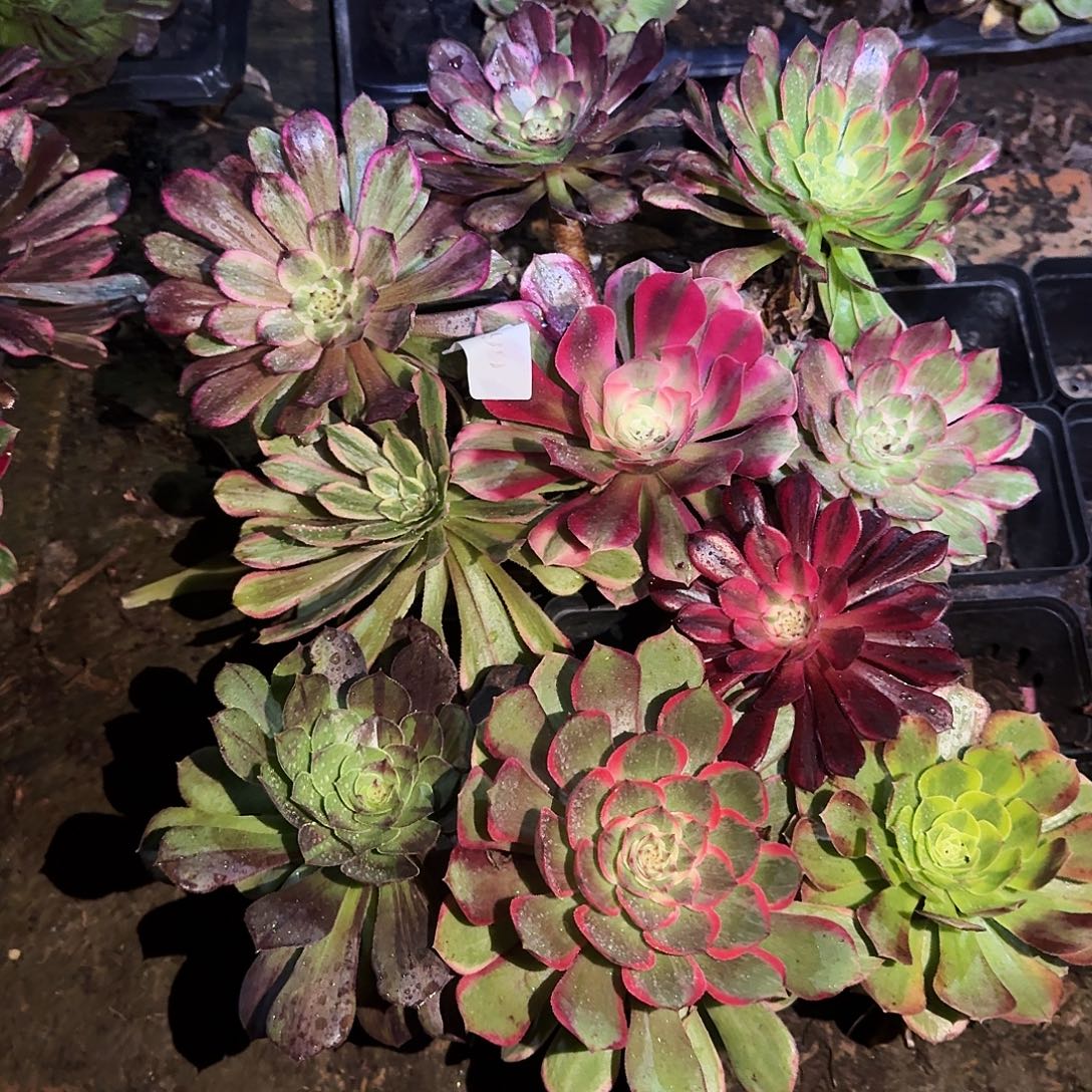 多肉植物组合10颗660