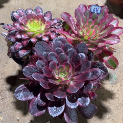 091多肉植物组合 