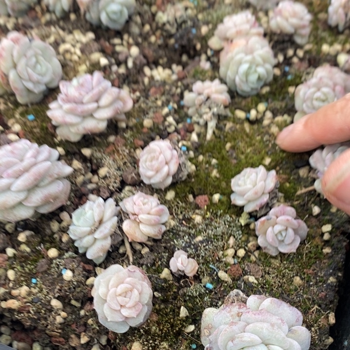 会***天130 多肉植物盆栽花卉