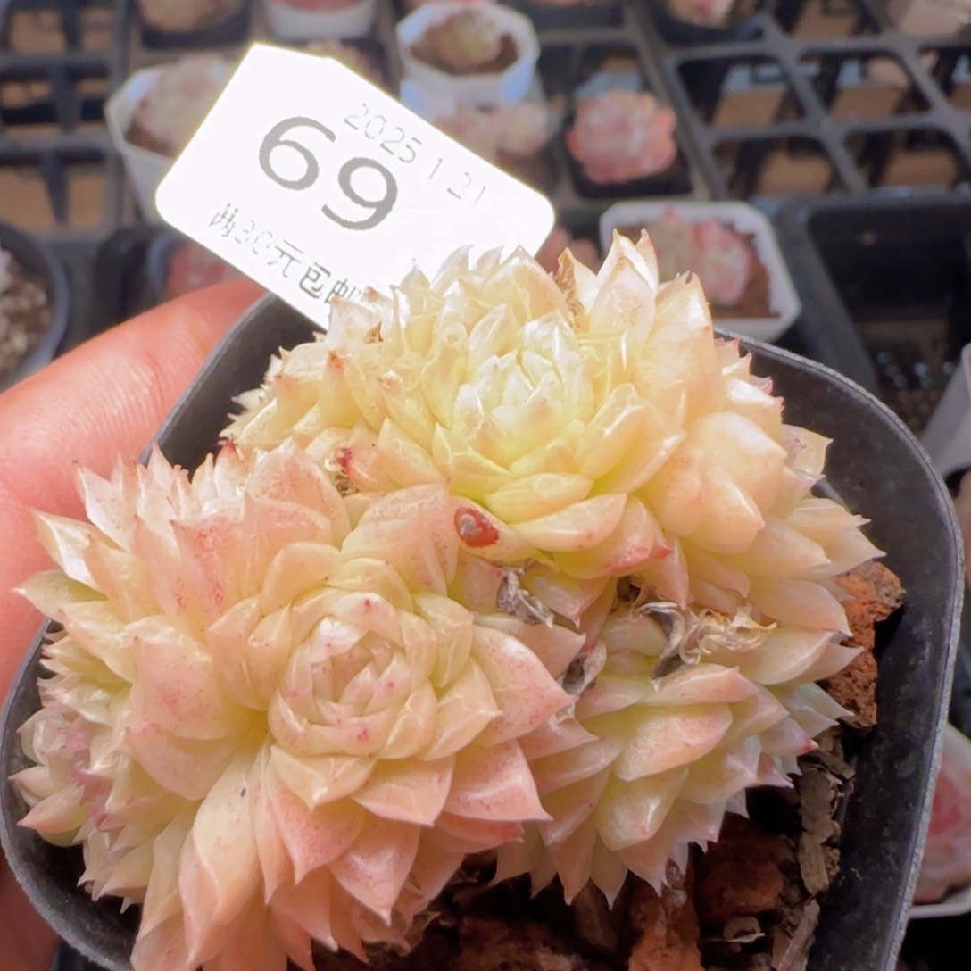 麦秆群一颗脱土发货