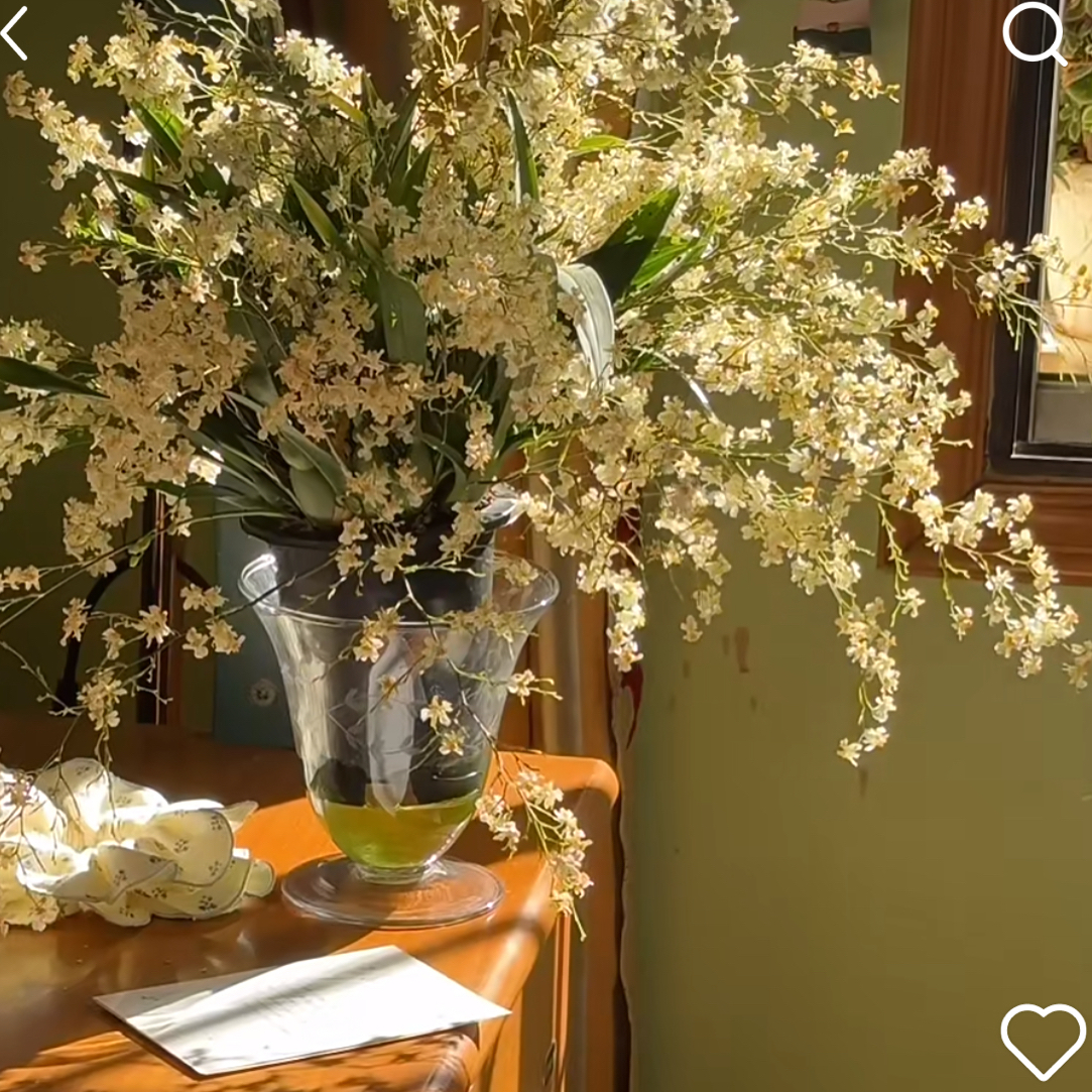 梦香兰--罗蔓香梦香兰，开花带香味