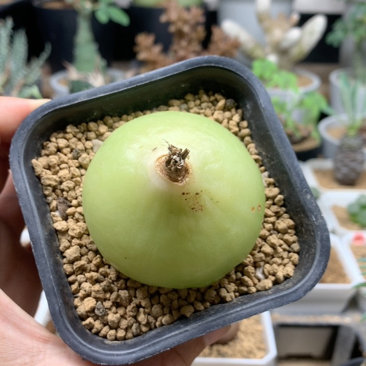 大苍角殿脱土福利5.8cm