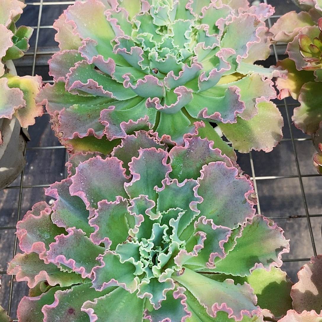 婚纱大单头精品特价