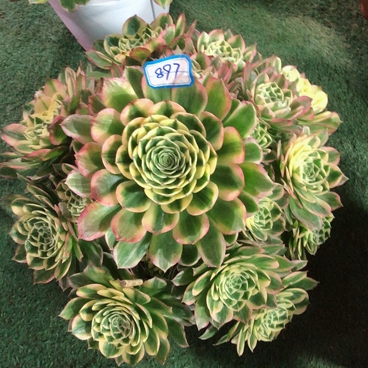 897海仙多肉法师