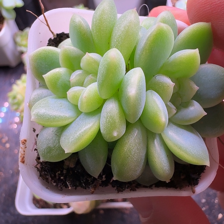 奶油财富双头专拍