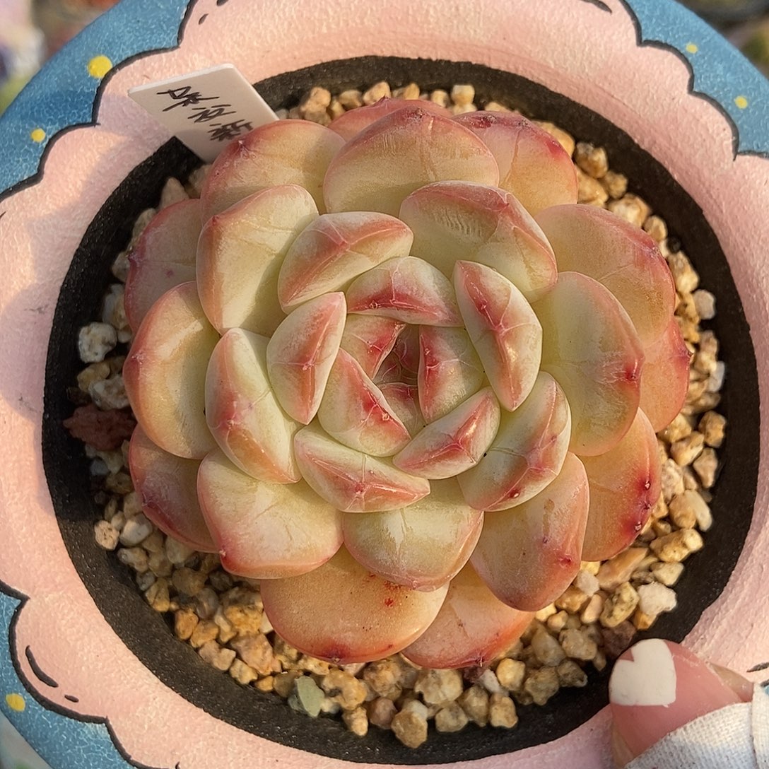 金泰家多肉，546杂交