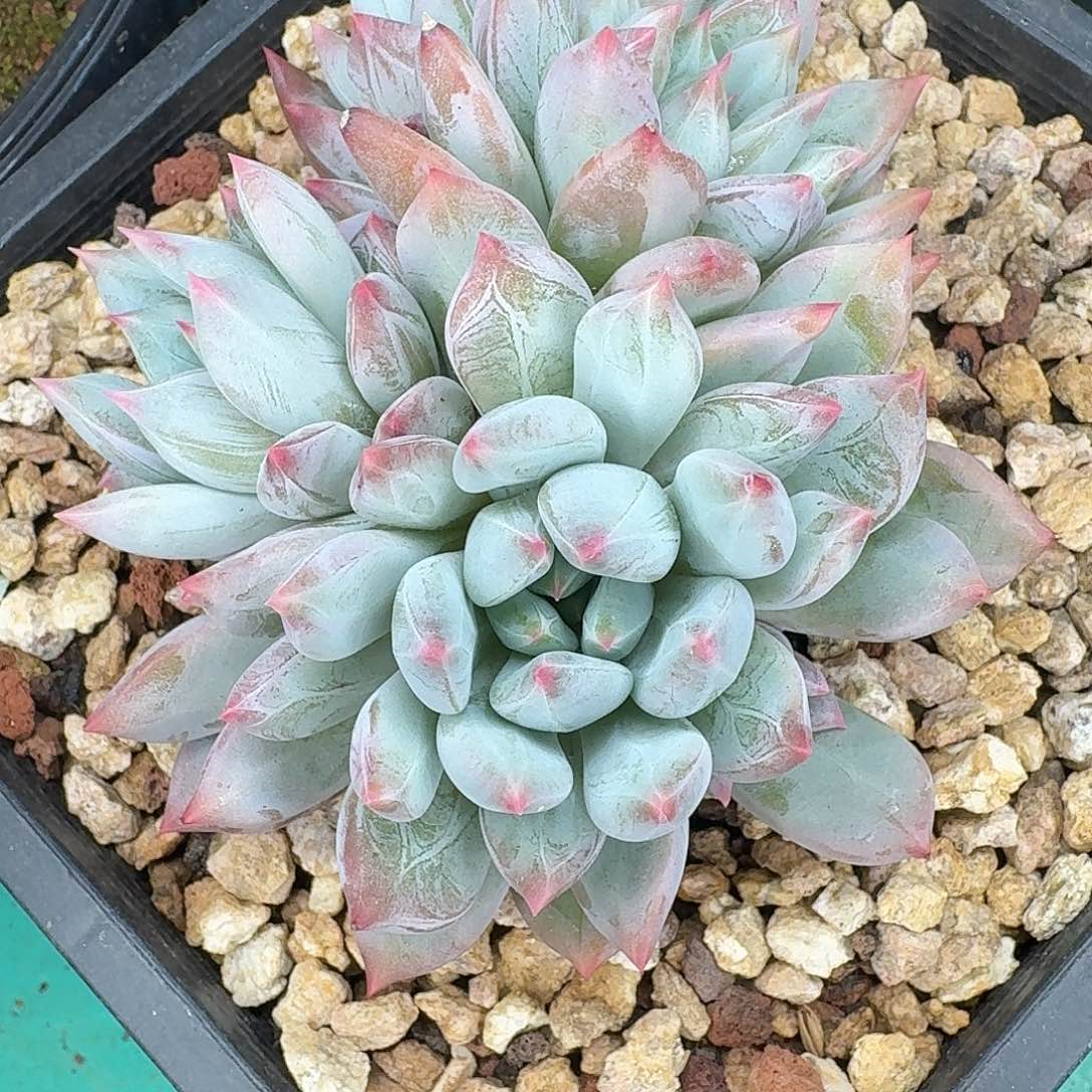 美肉一颗多肉植物