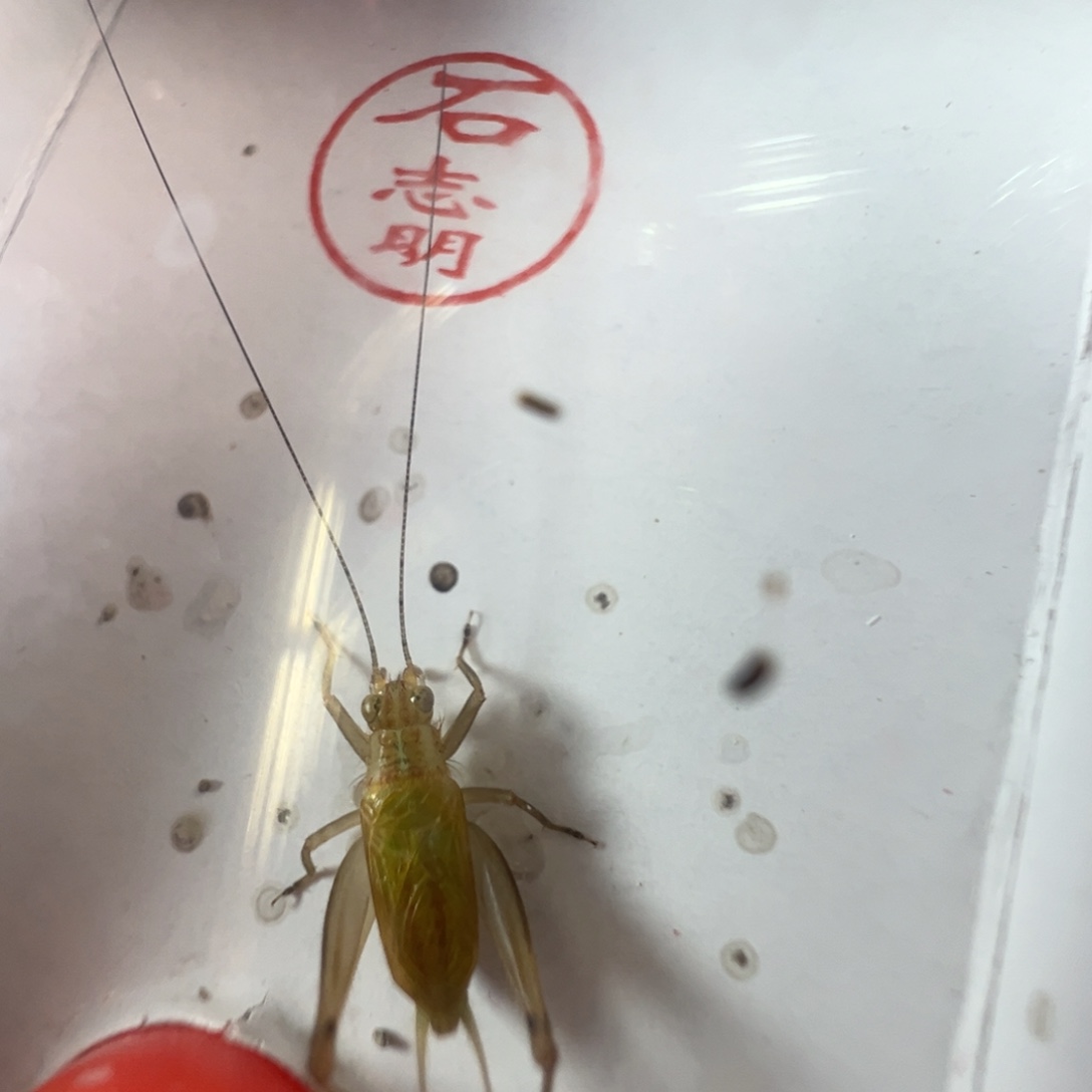 漂亮大黄龄一只合适