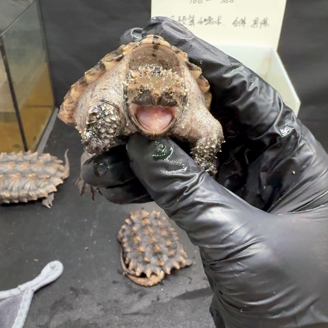 绿毛龟母7.4公分爆刺全品黑佛