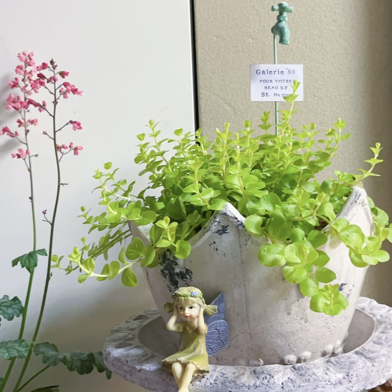 过路黄耐寒植物花镜室外室内植物垂藤爬藤