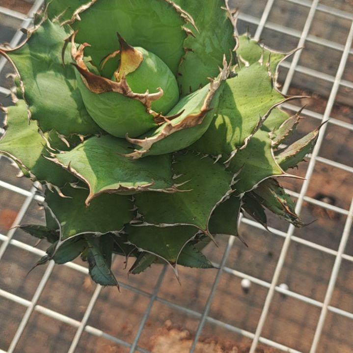 076精品龙舌兰精品龙舌兰