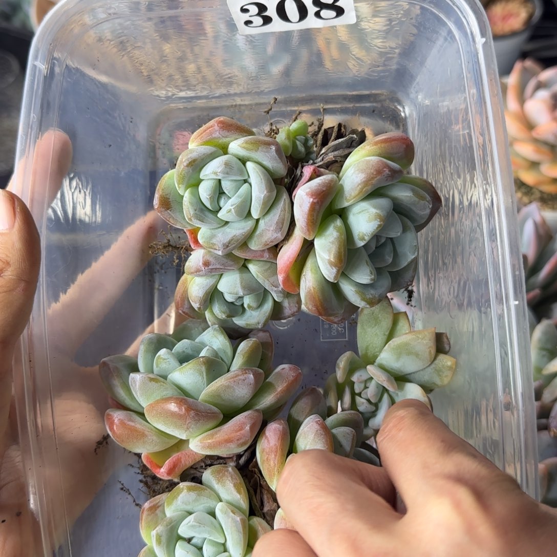 两颗冰玉一物一拍308