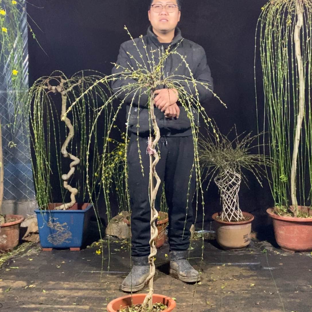 迎春花，一物一拍