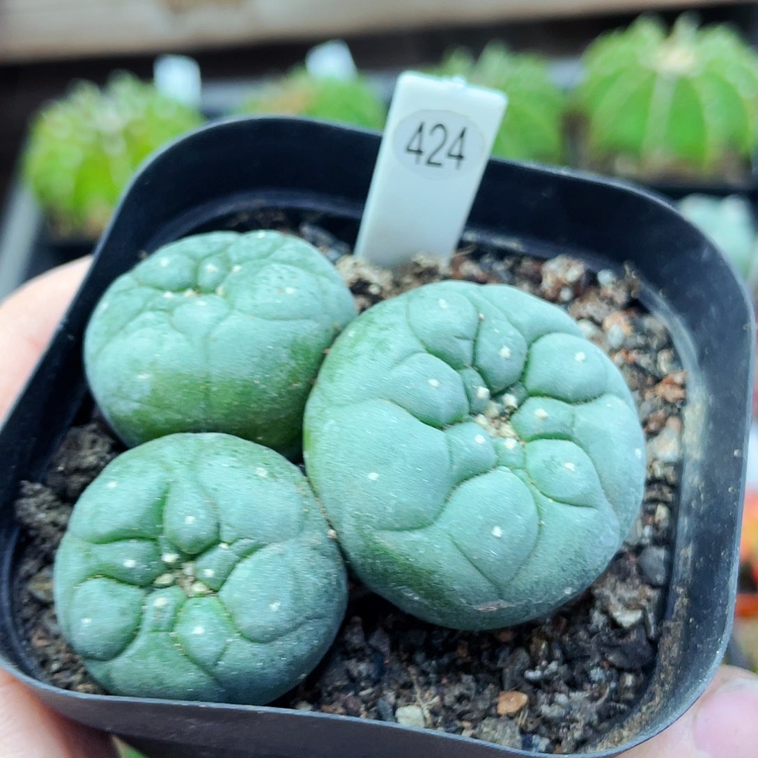 非偏远地区满25包邮仙人球