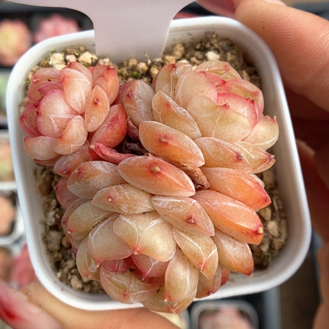 玉珠群生可拍801号。