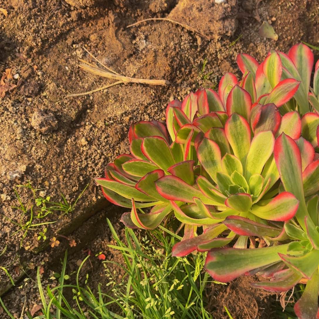 60多肉植物捧花的时候