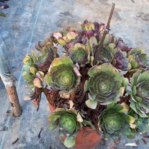 万圣节多肉植物033