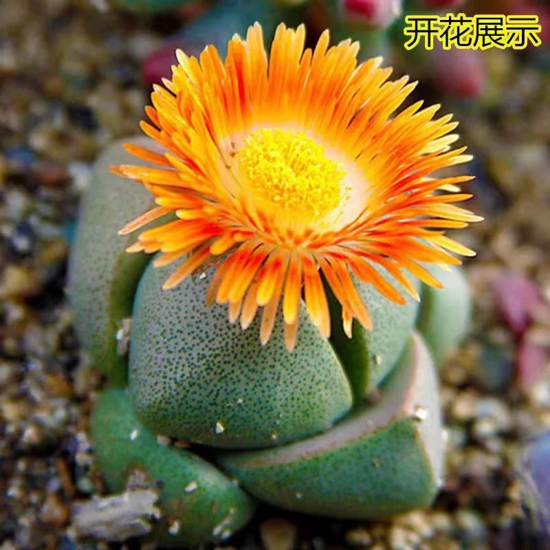 （凑满15元包邮）大颗母本绿元宝多肉 