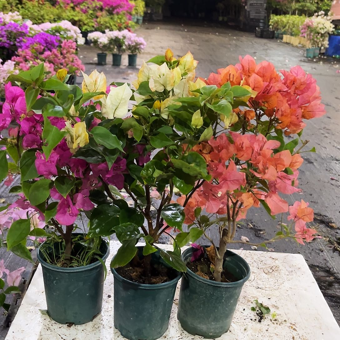 大部分花苞少量开放宫粉，凤凰，波妹