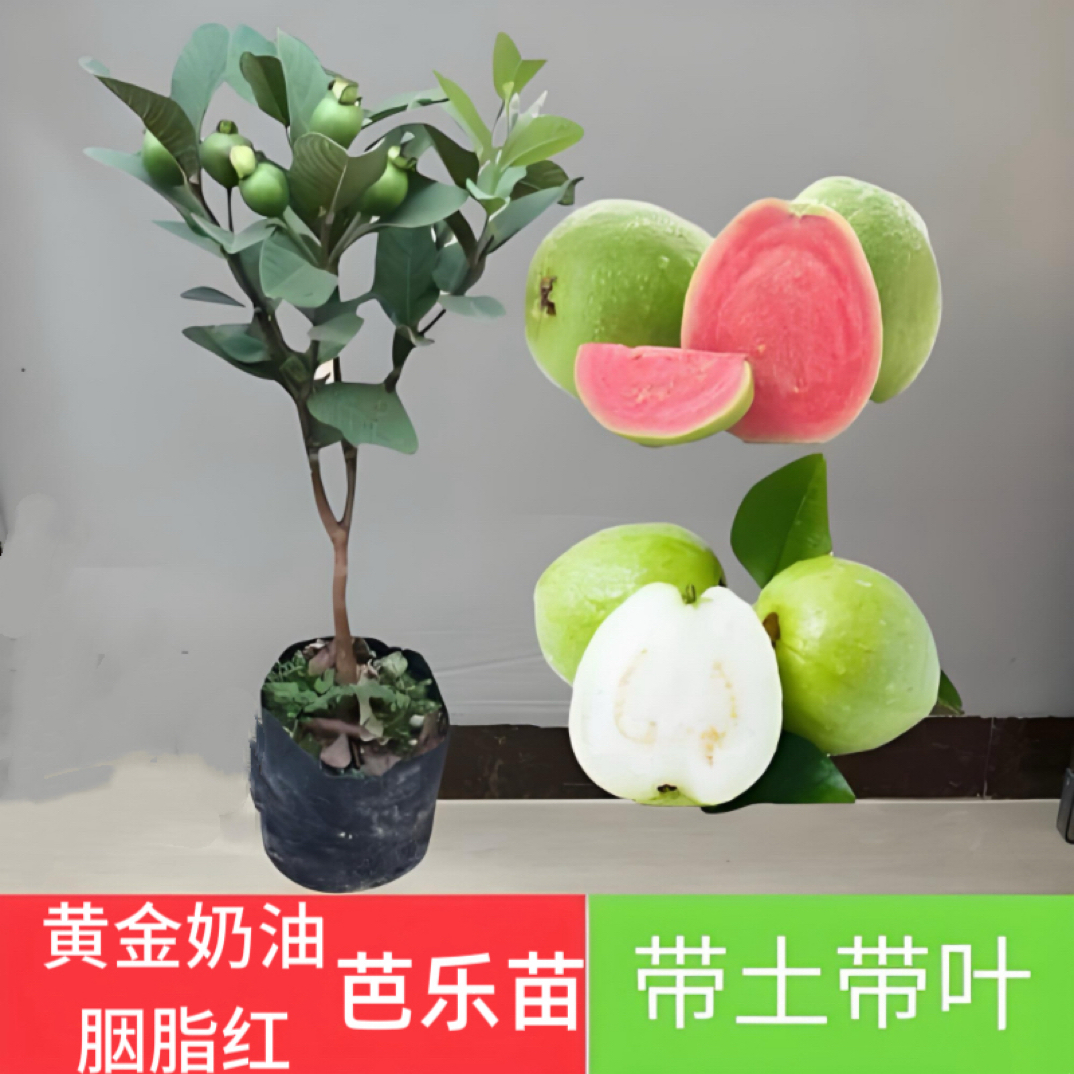 园艺奶油河唇胭脂红芭乐红心品种南北方可种绿植花卉四季