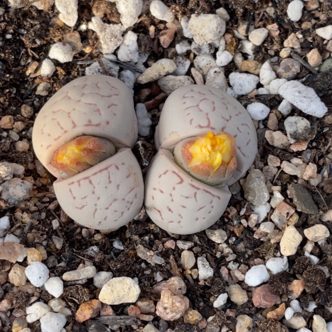 非偏远满20包邮658