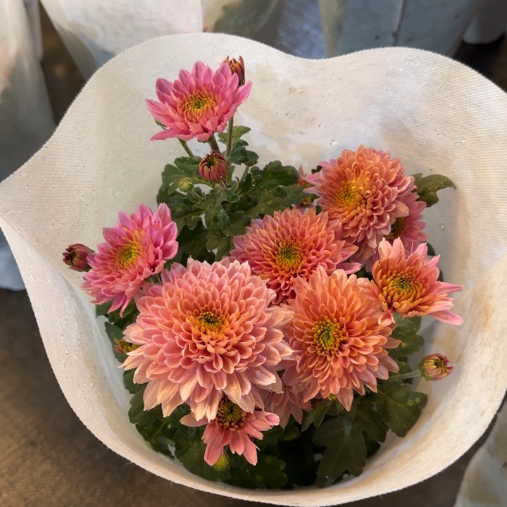 新品冰粉小菊盆栽