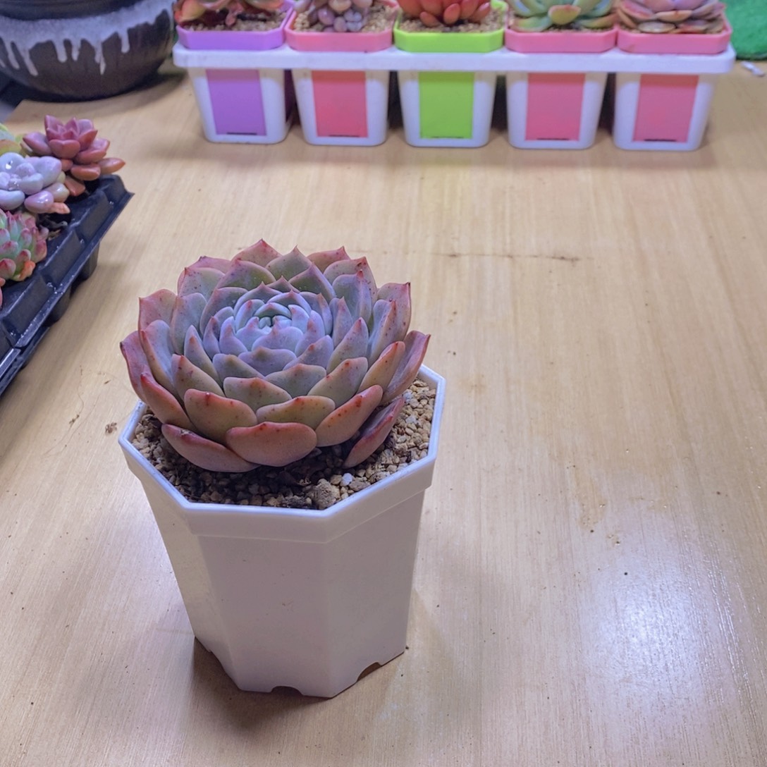 无花朵多肉植物恩宠90