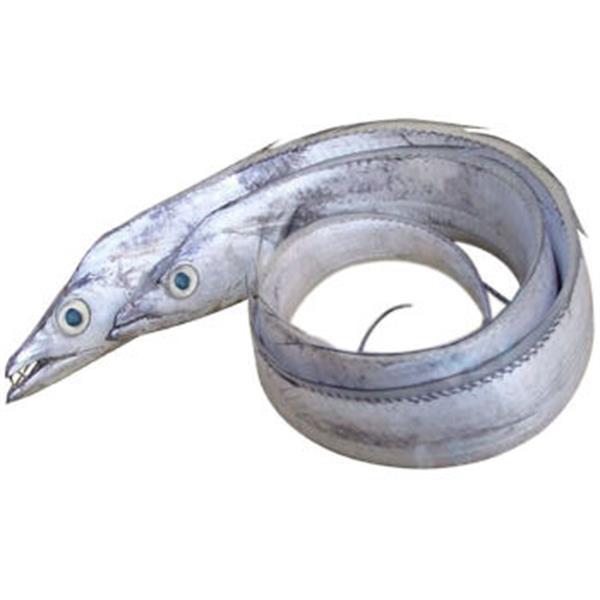 油带鱼 约400g-600g/条 肉质肥厚