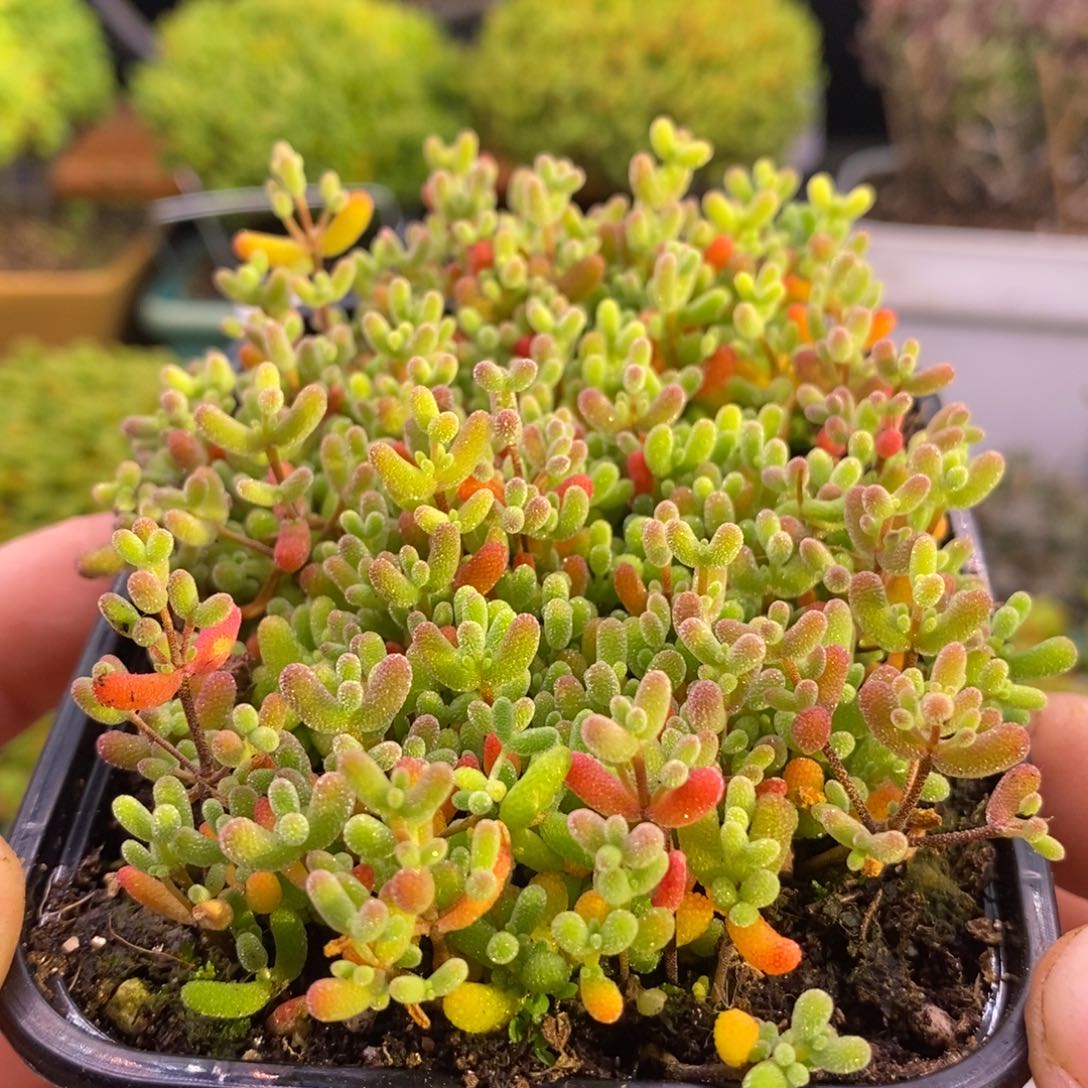 895糖豆米切糕。      