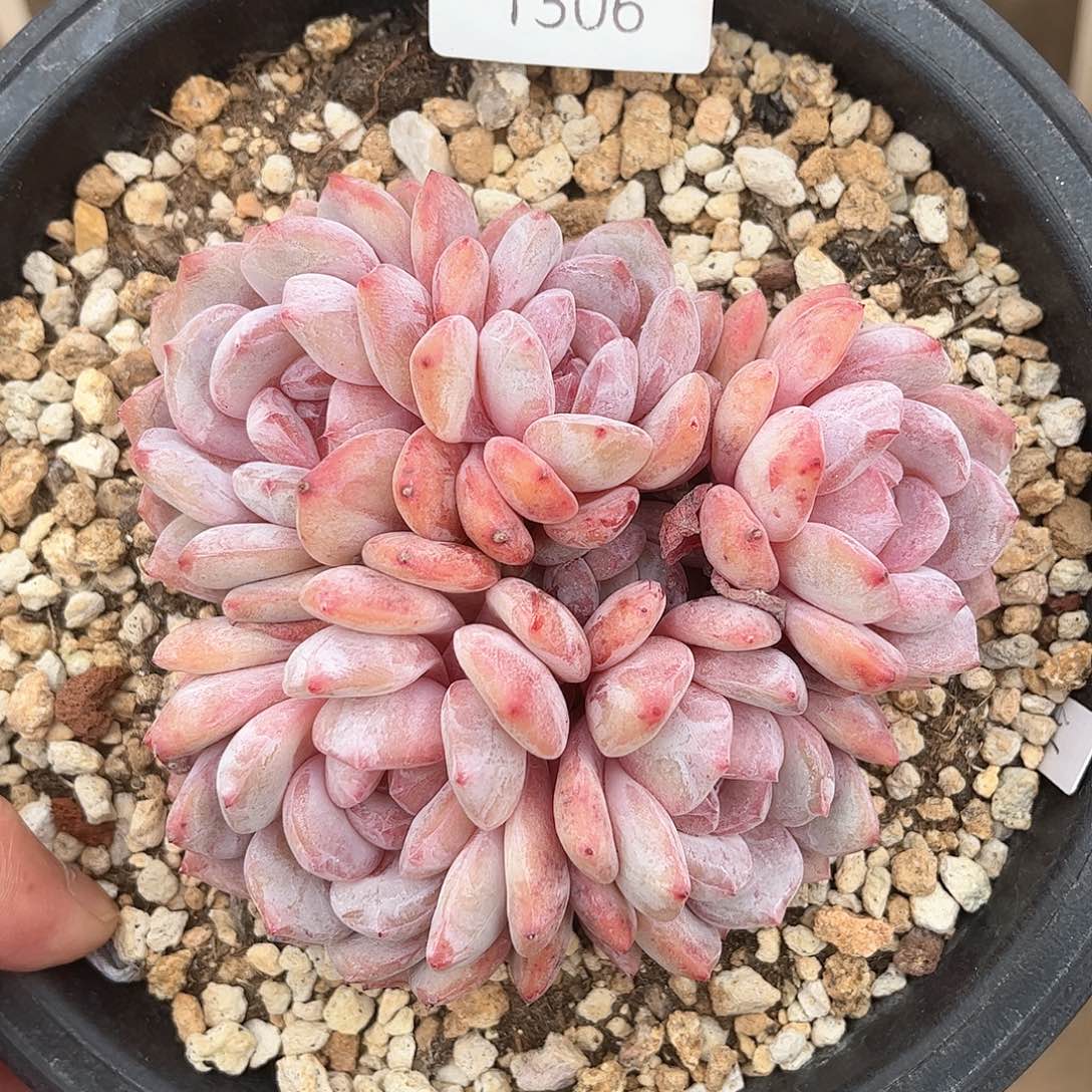 1306星影默认有砍新年福利价