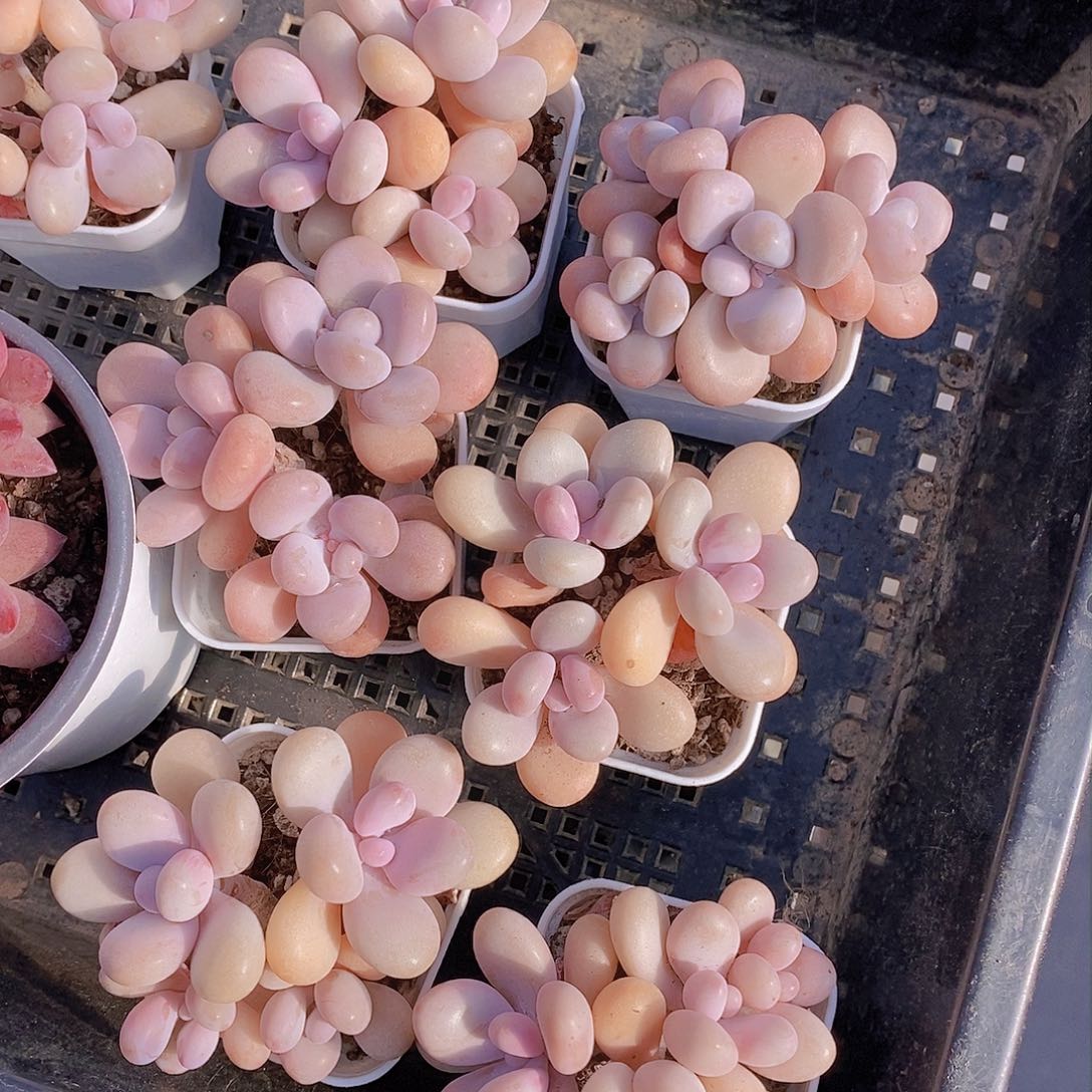 0129-小桃蛋三头一颗 量拍