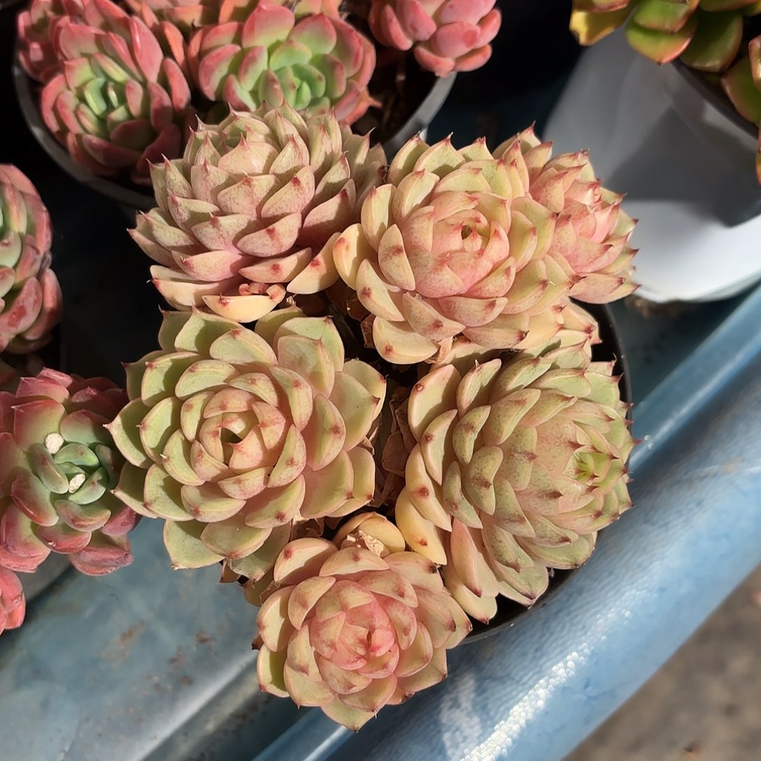 多肉植物提取精华提取