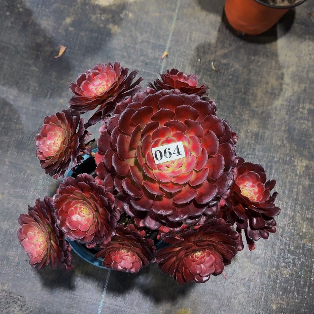 064安琪拉多肉植物