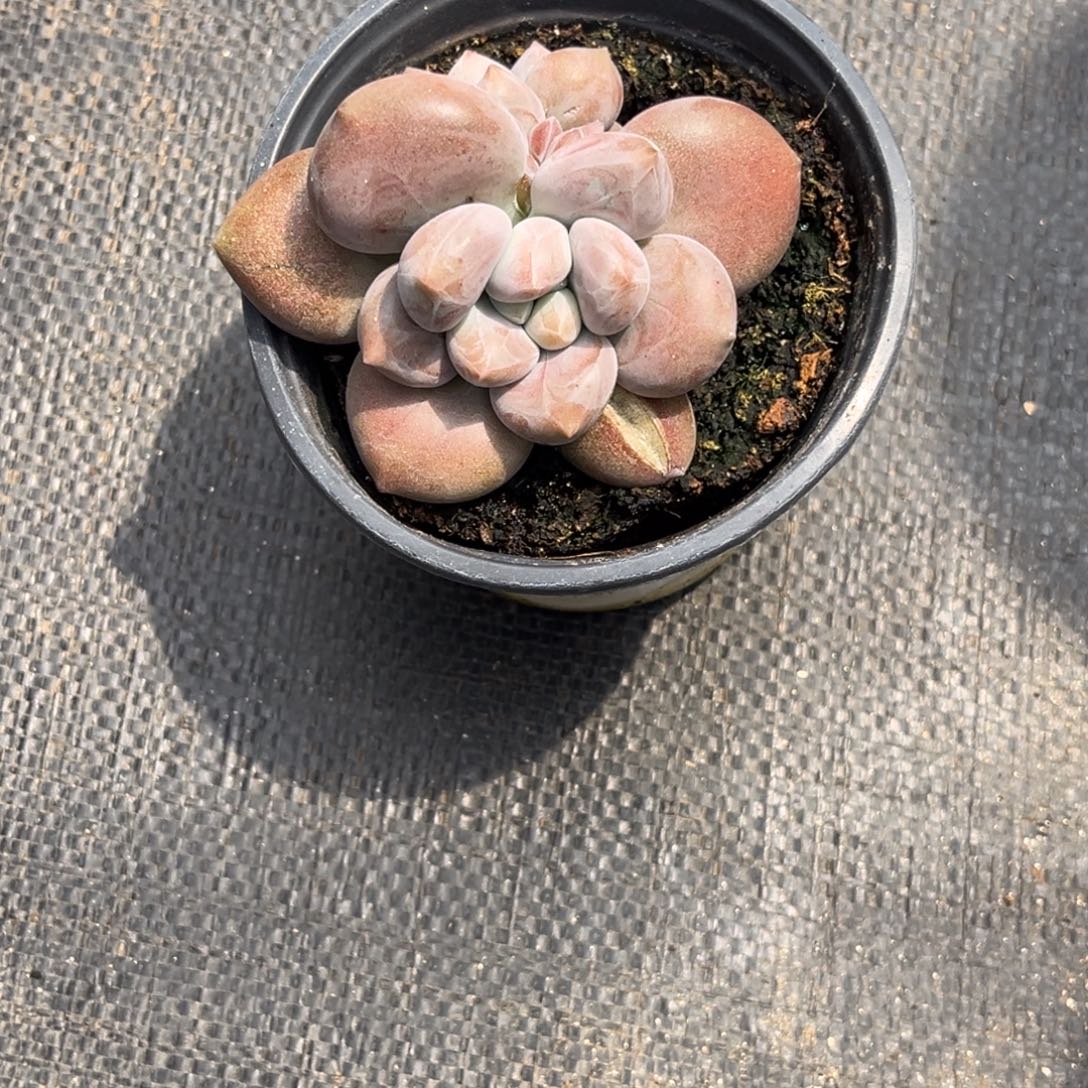 ****S海豚体哥特多肉植物