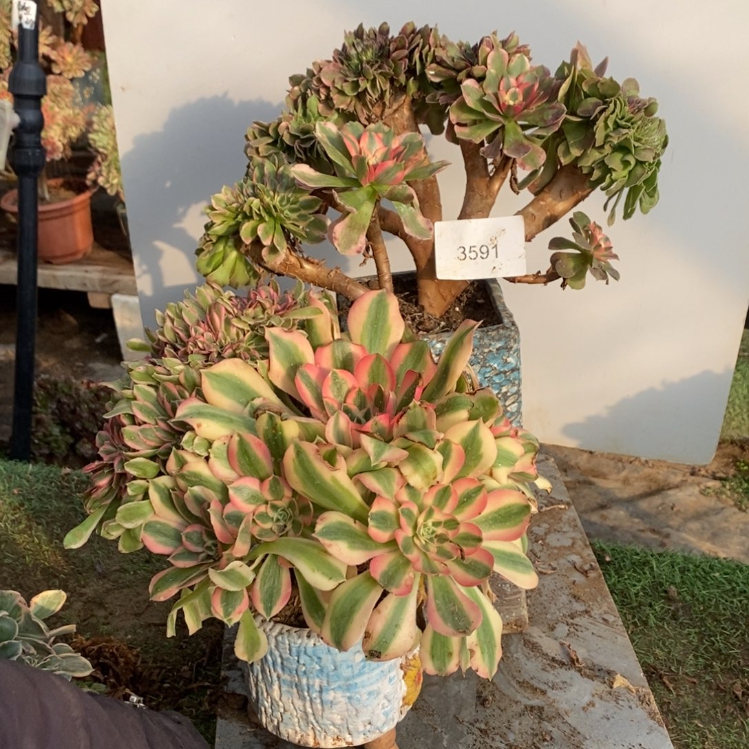 香妃➕粉女巫缀化1颗3561号