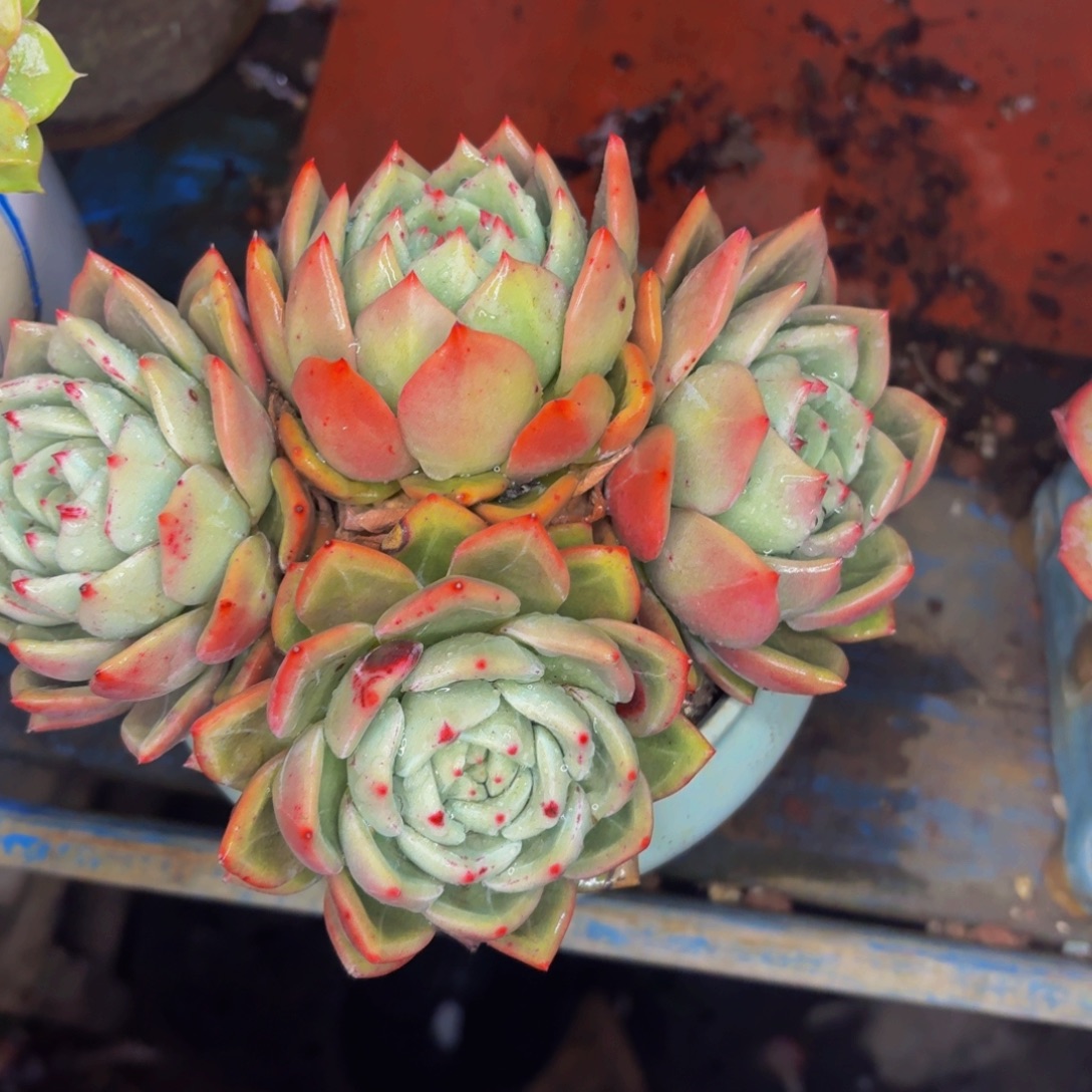 沉***金老桩精品肉肉香槟