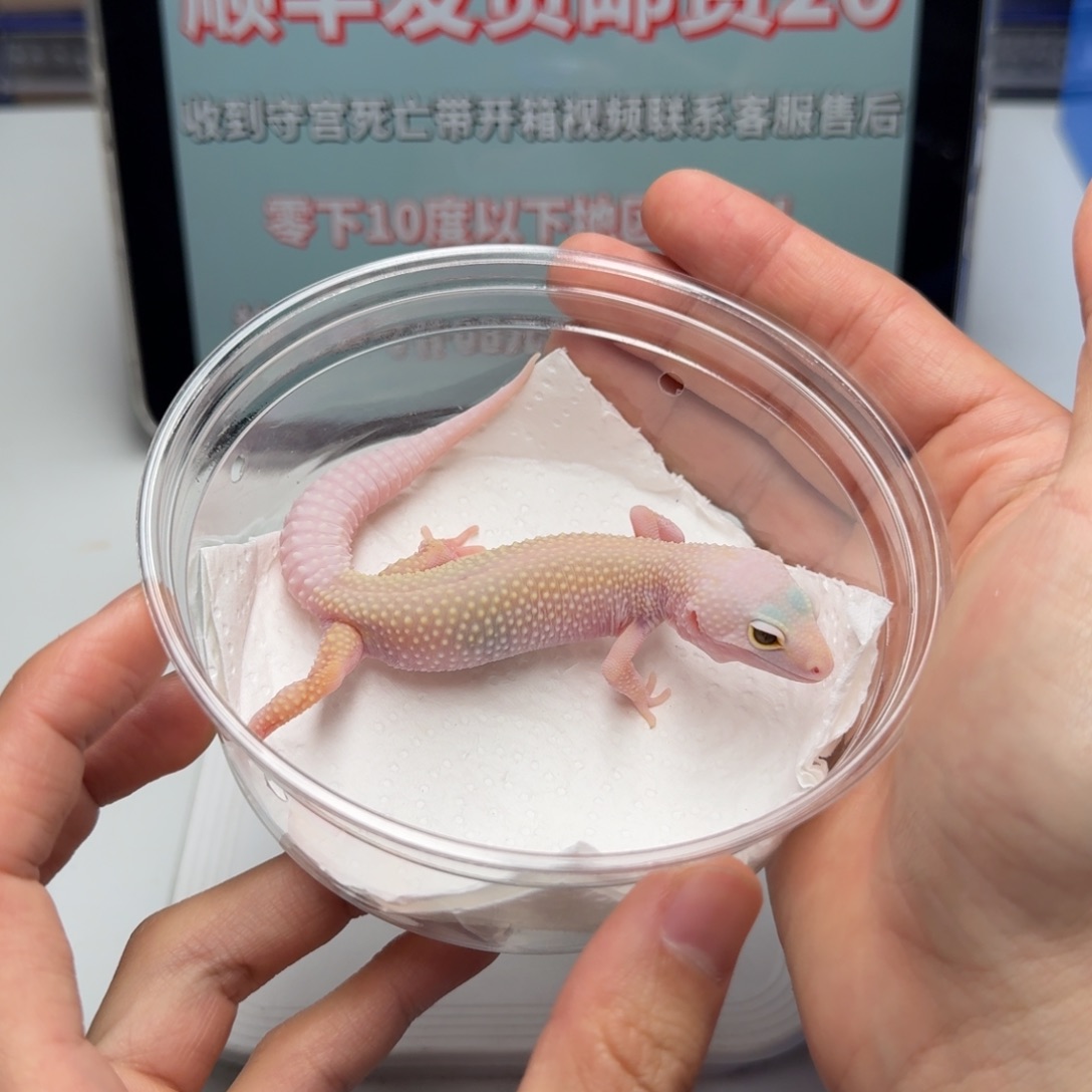 豹纹守宫清白化川普妹妹