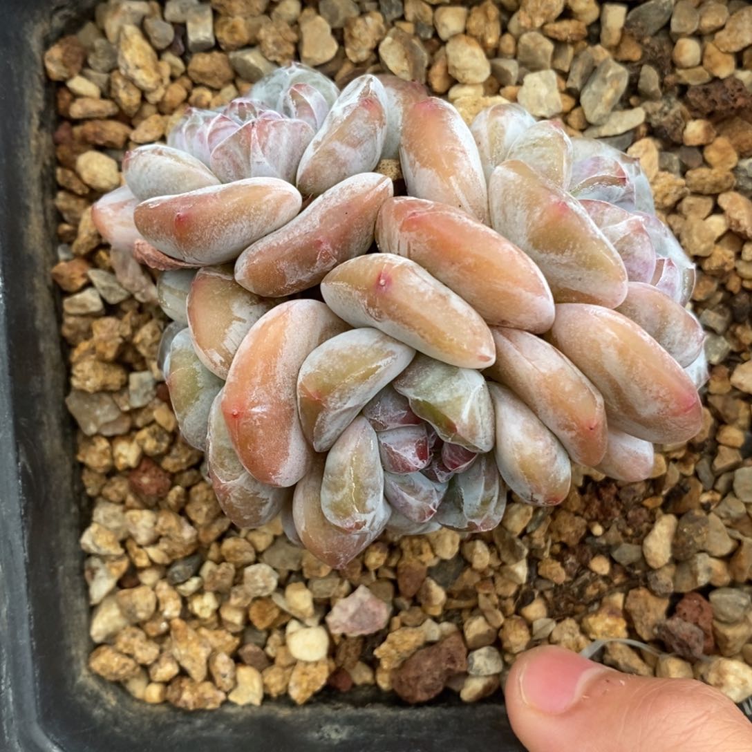 四头绿底紫心短圆肥