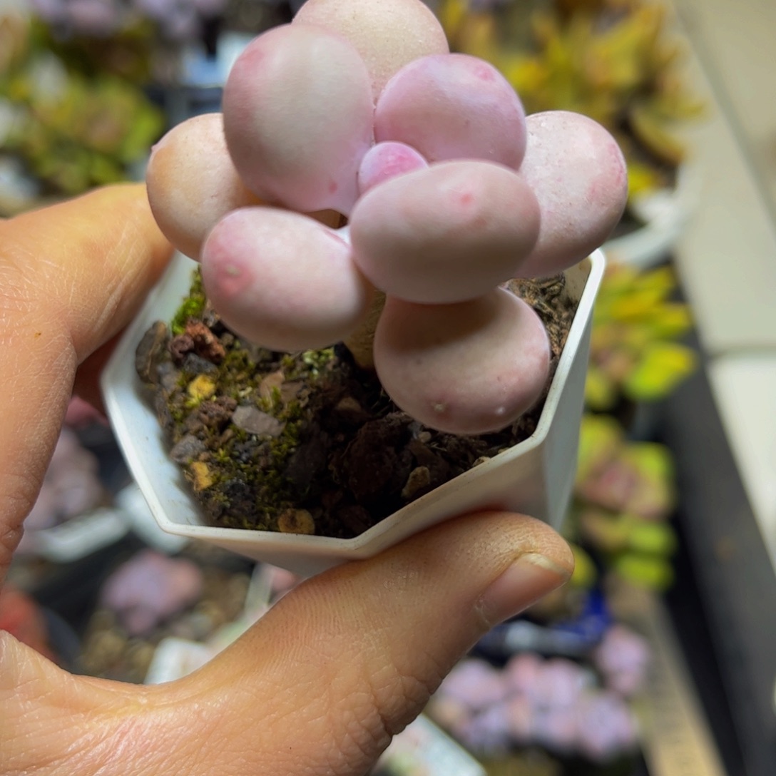 148蛋黄奶酪4厘米多肉