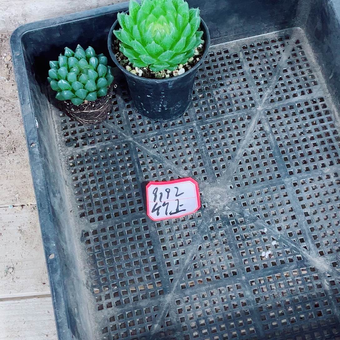 黑姬宝莲灯全部白盆