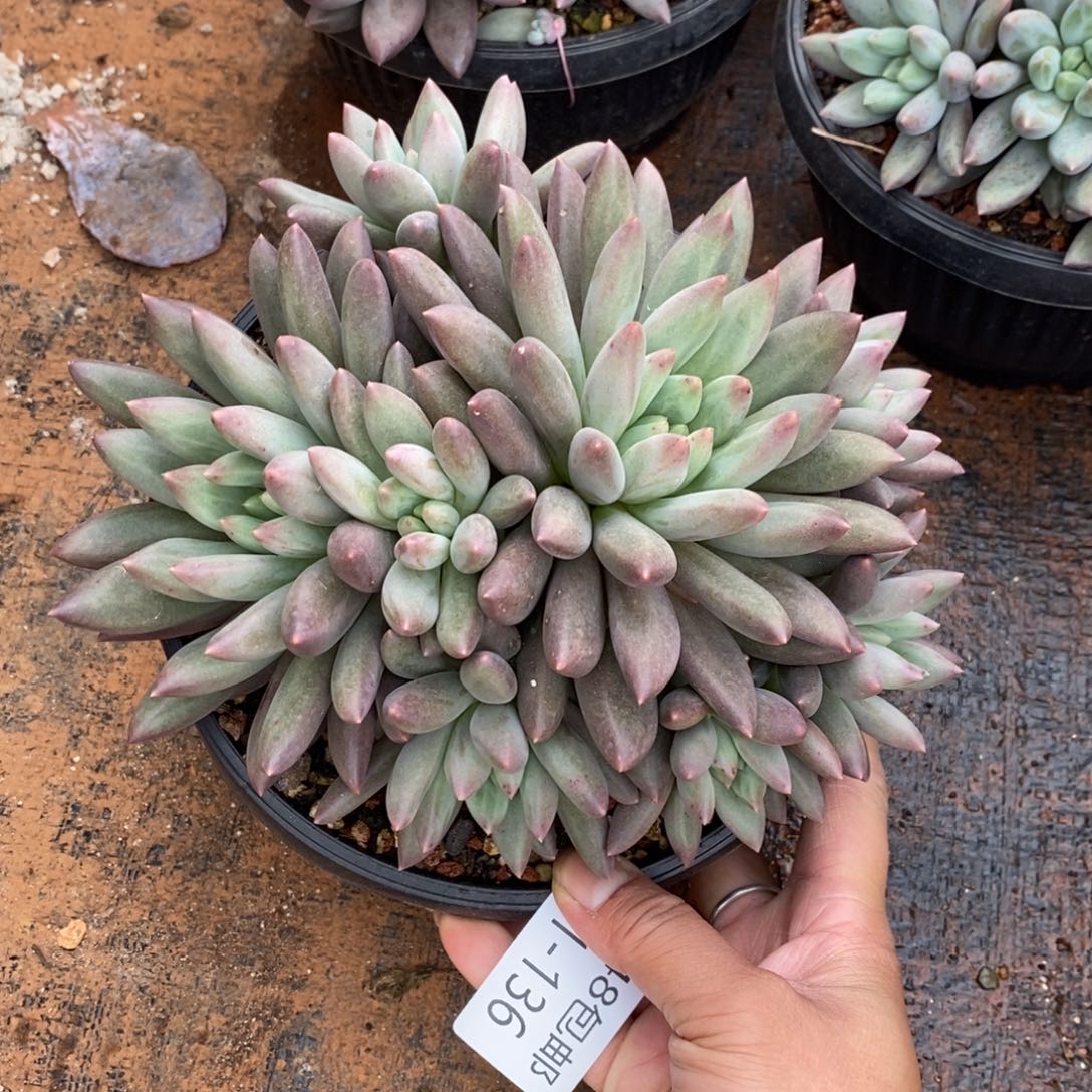 夏悦多肉901-136红蜻蜓