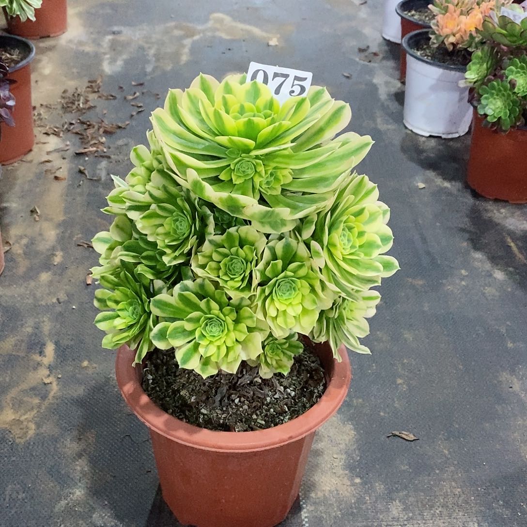 金丝翡翠075多肉法师