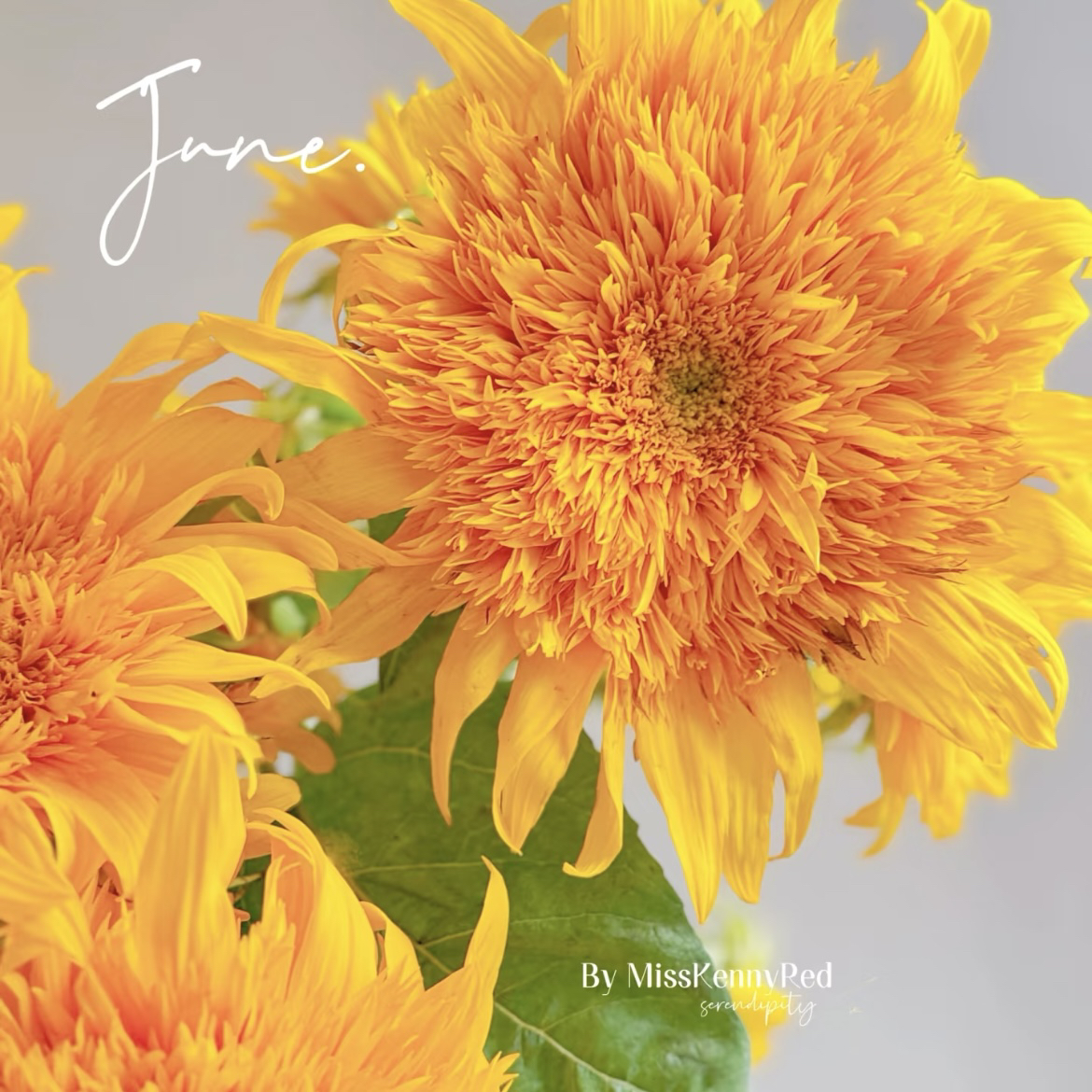 【泰迪向日葵】金榜题名TeddyBear泰迪重瓣向日葵云南顺丰直发