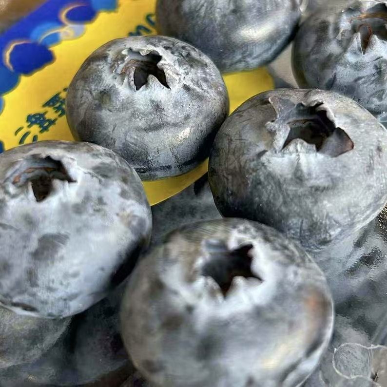 新鲜蓝莓一盒125g云南省