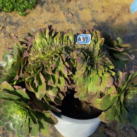 万缀多肉植物39号