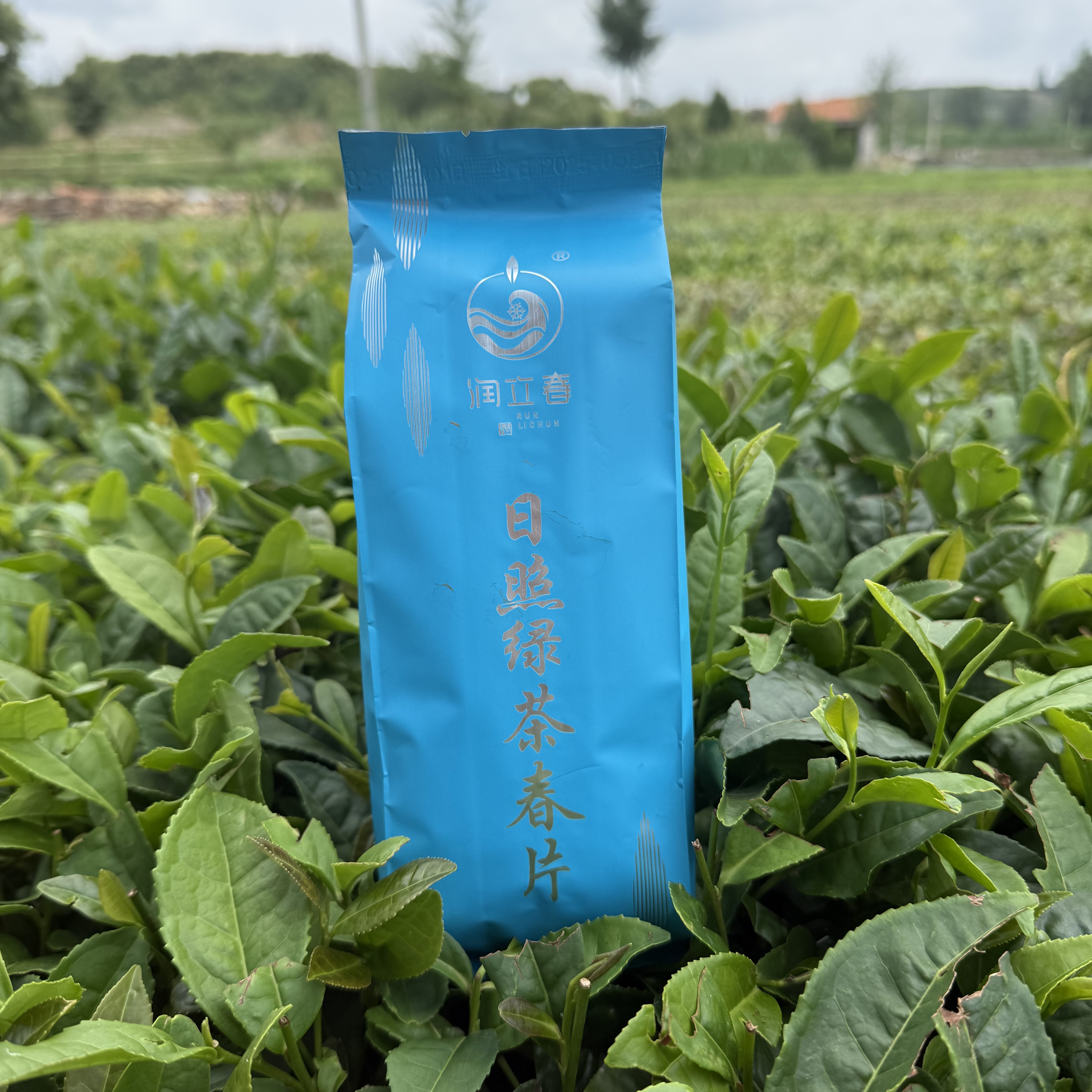 日照绿茶五月初卷曲春片色选只有叶没有芽（3号）半斤250g一斤500g